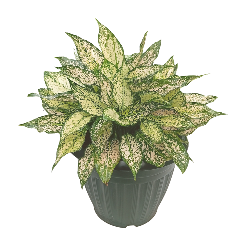 IMG_20250904_082552___Edited