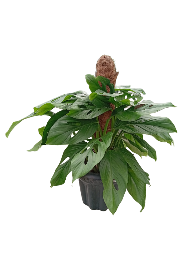 Picsart_25-09-08_01-31-43-078