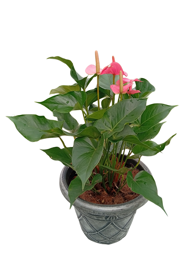 Picsart_25-09-08_01-40-59-825