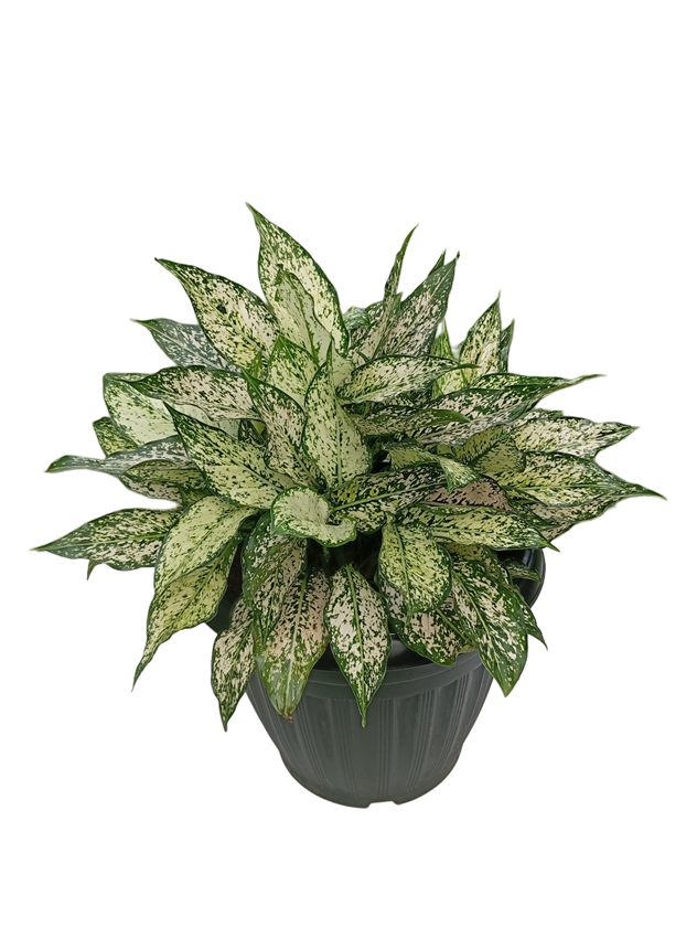 Picsart_25-09-09_09-40-28-922