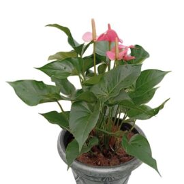 Anthurium-Plant-in-a-Silver-Pot