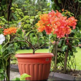 Bougainvillea-Plant