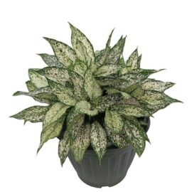Chinese-Evergreen