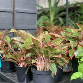 Chinese-Evergreen-in-a-Large-Sized-Nursery-Pot