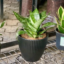 Dwarf-Mother-in-law-tongue-in-medium-sized-plastic-pot