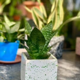 Dwarf-Mother-in-law-tongue-in-small-composite-pot