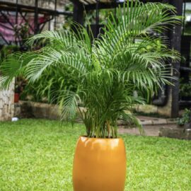 Golden-palms-in-a-Smooth-Large-Golden-Planter