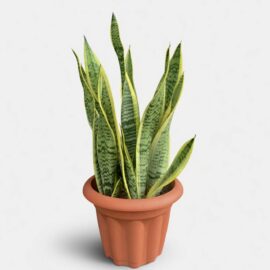 Snake Plant in a 4L Floral Pot