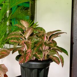 Chinese-Evergreen