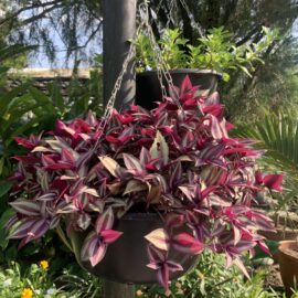 Inch-Plant-in-a-hanging-pot-scaled