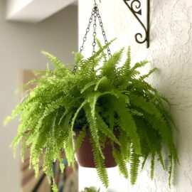 Leather-Fern-in-an-hanging-basket
