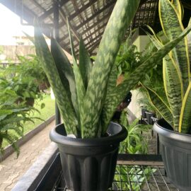 Long-Mother-in-Law-tongue-in-a-medium-sized-plastic-pot