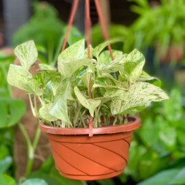 Marble-Queen-Pothos-in-a-small-hanging-plastic-pot