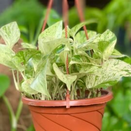 Variegated Golden Pothos in a 1L Hanging Plastic Pot