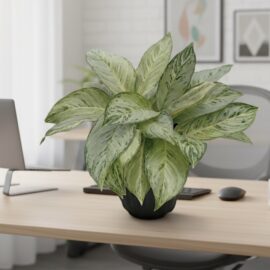 Silver-Bay-Chinese-Evergreen