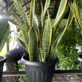 Snake-Plant-in-a-Medium-sized-plastic-pot