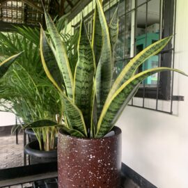 Snake-Plant-in-a-Meduim-Sized-Composite-Pot