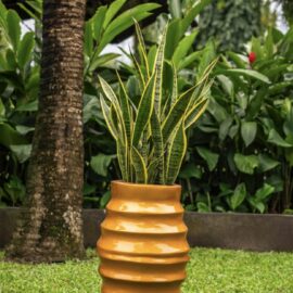Snake-plant-in-a-large-Golden-wavy-planter
