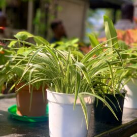 Spider-Plant-in-Medium-Sized-White-Plastic-Pot