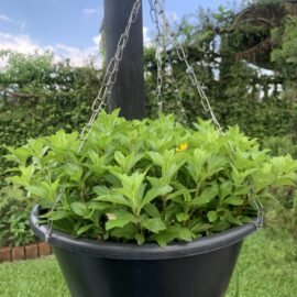 Wedelia-Plant-in-a-Hanging-Plastic-Pot