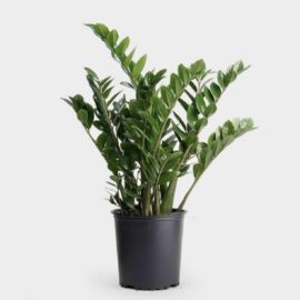 Zanzibar-Plant-in-Big-Nursery-pot