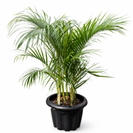 Golden palm in 6L pot